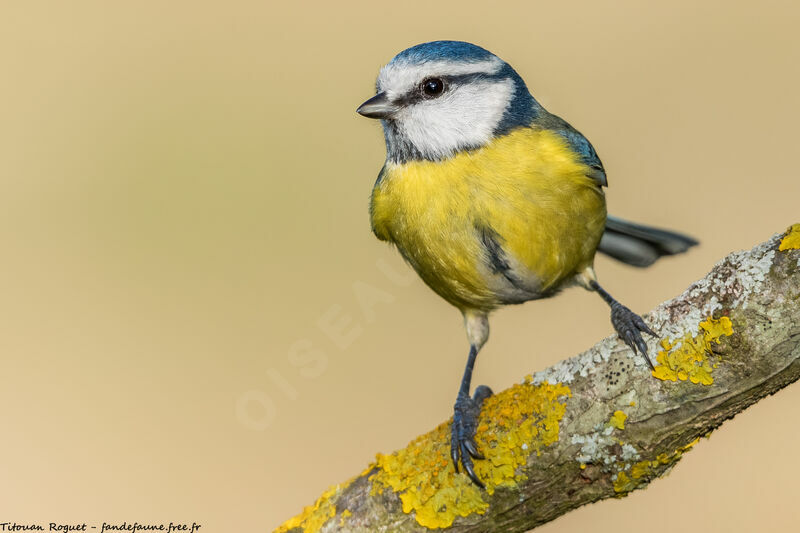 Mésange bleue