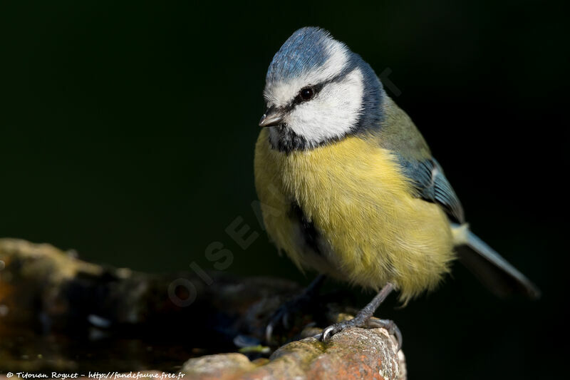 Eurasian Blue Tit