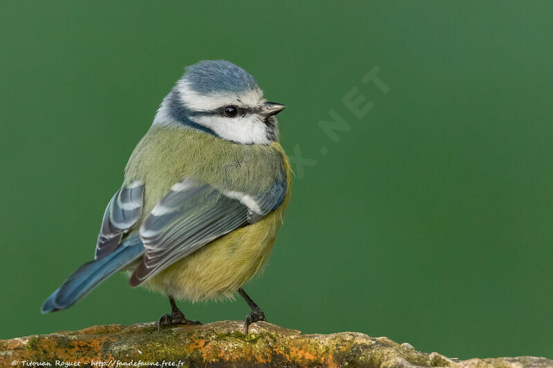 Eurasian Blue Tit