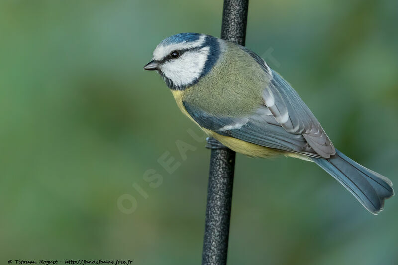 Eurasian Blue Tit