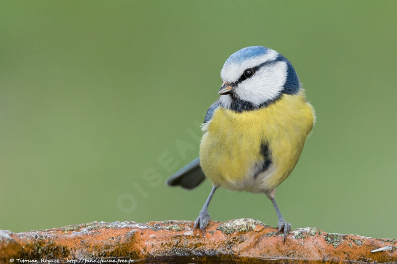 Eurasian Blue Tit