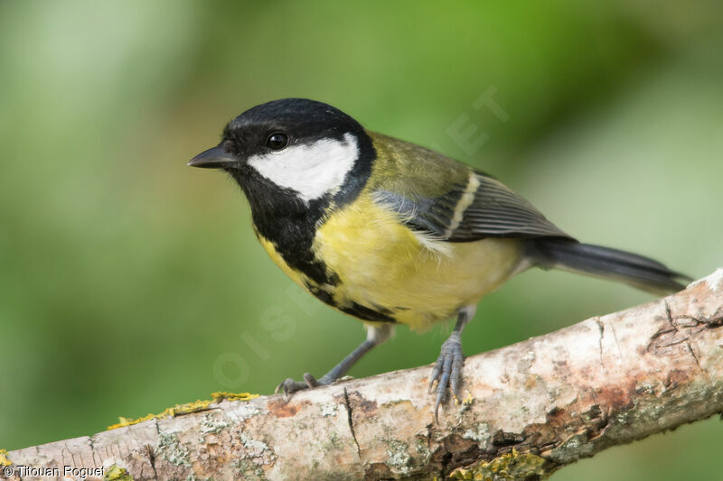 Mésange charbonnière, identification