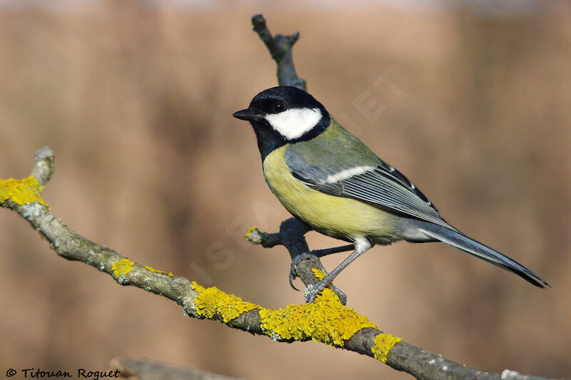 Great Tit, identification