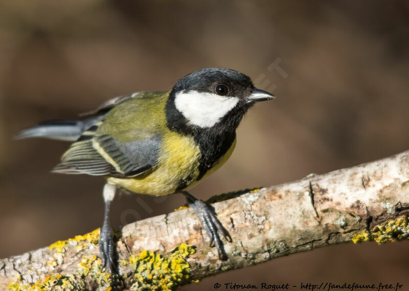 Great Tit, identification