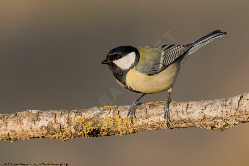 Mésange charbonnière