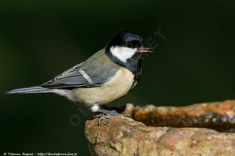 Mésange charbonnière