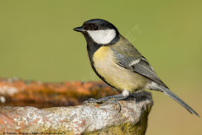 Great Tit, identification