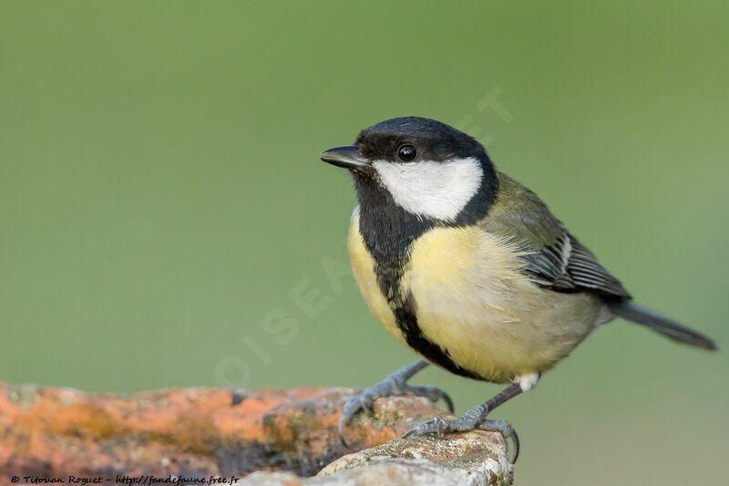 Mésange charbonnière