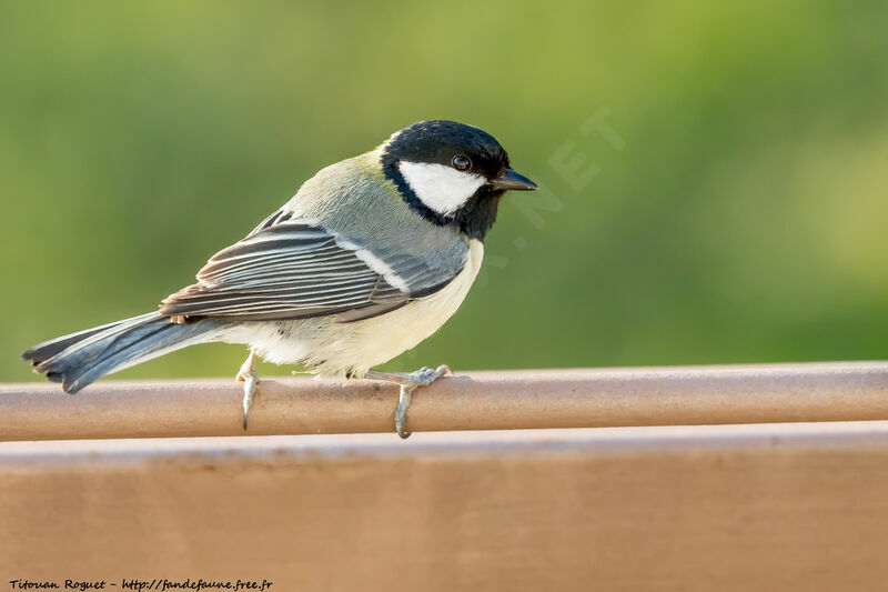 Great Tit