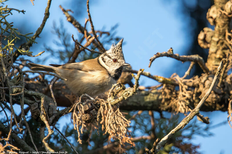 Crested Titadult, identification