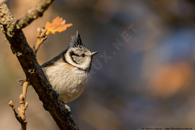 Mésange huppée