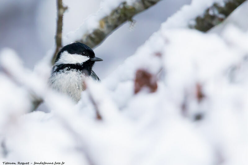 Coal Tit