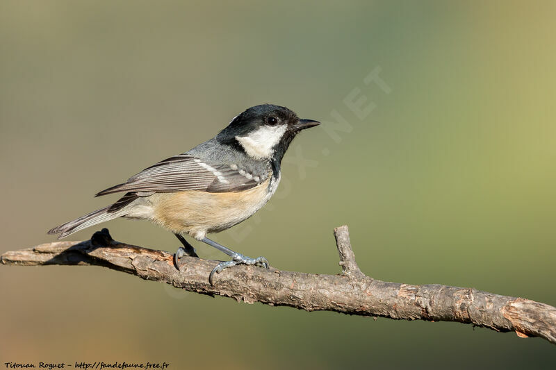 Coal Tit