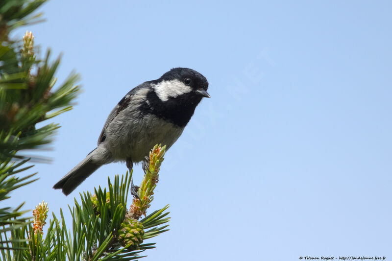 Mésange noireadulte, identification