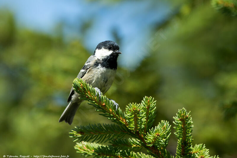 Coal Tit, identification