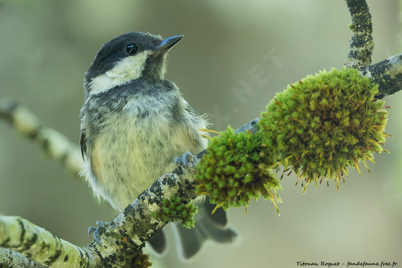 Coal Tit