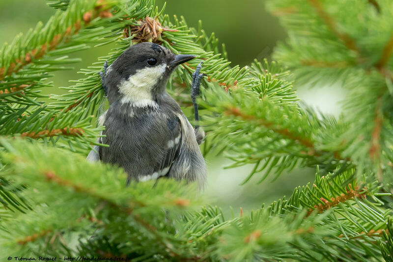 Mésange noire