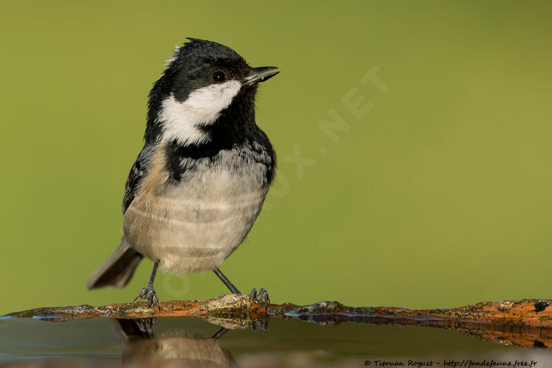 Coal Tit