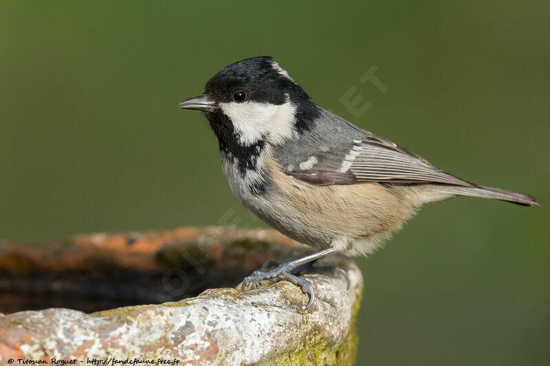 Coal Tit