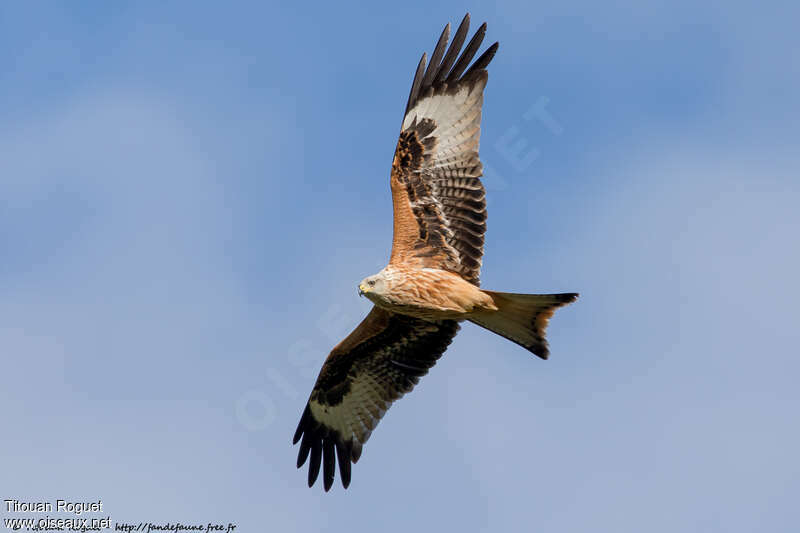 Red Kiteadult, pigmentation, Flight