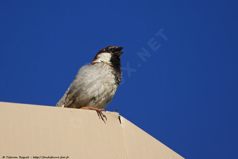 Italian Sparrow