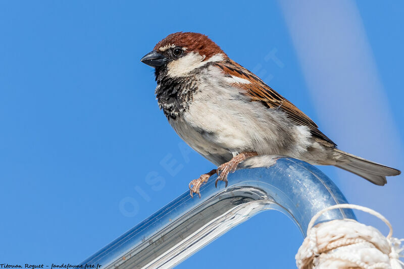 Moineau cisalpin