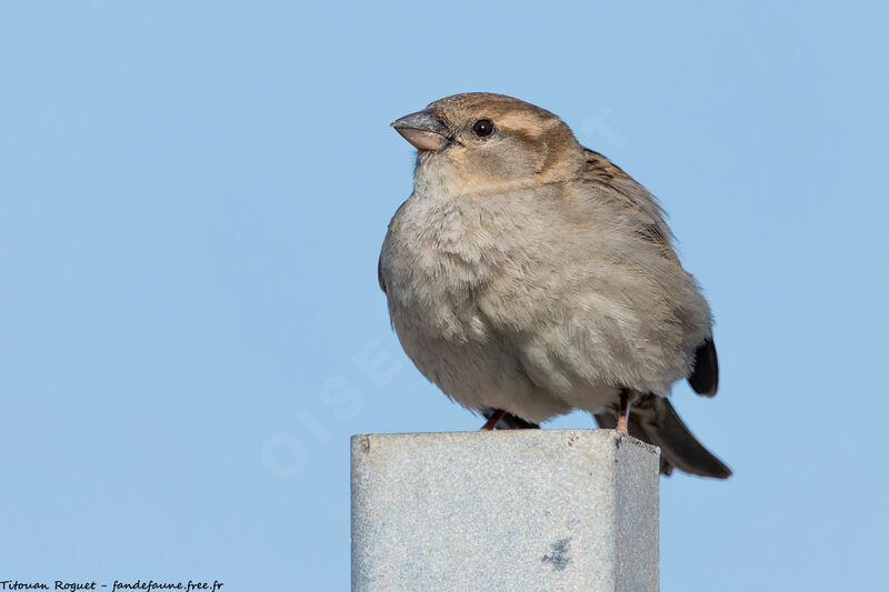 Moineau cisalpin