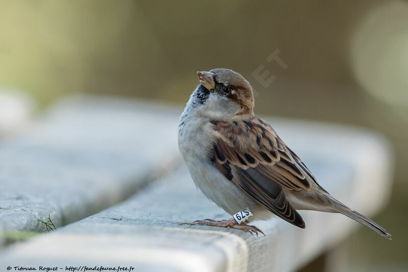 Moineau domestique