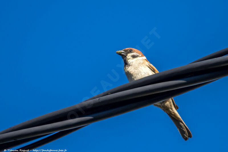 Eurasian Tree Sparrowadult, identification