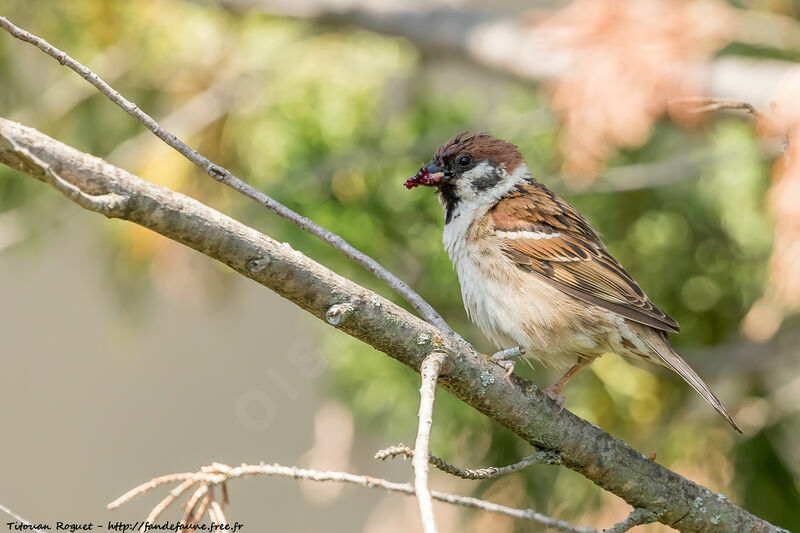 Moineau friquet