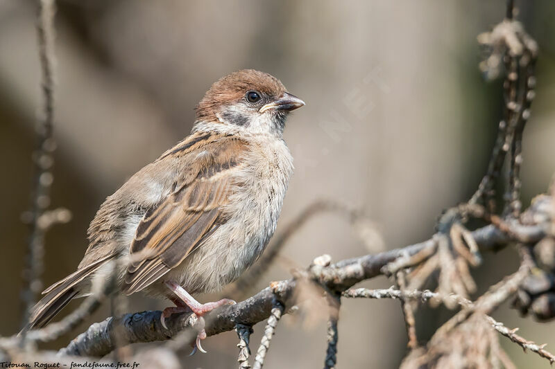 Eurasian Tree Sparrow