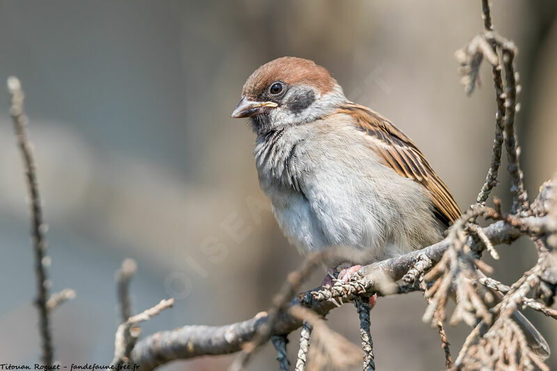 Moineau friquet