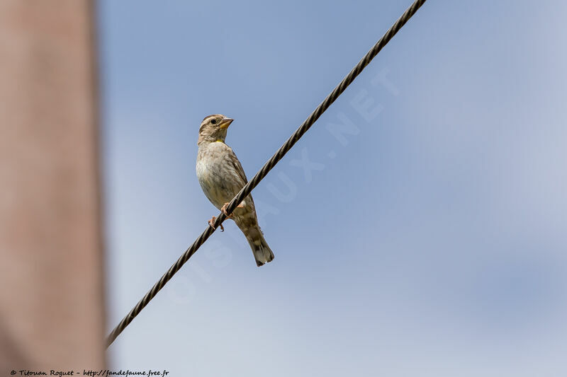 Moineau soulcieadulte nuptial, identification