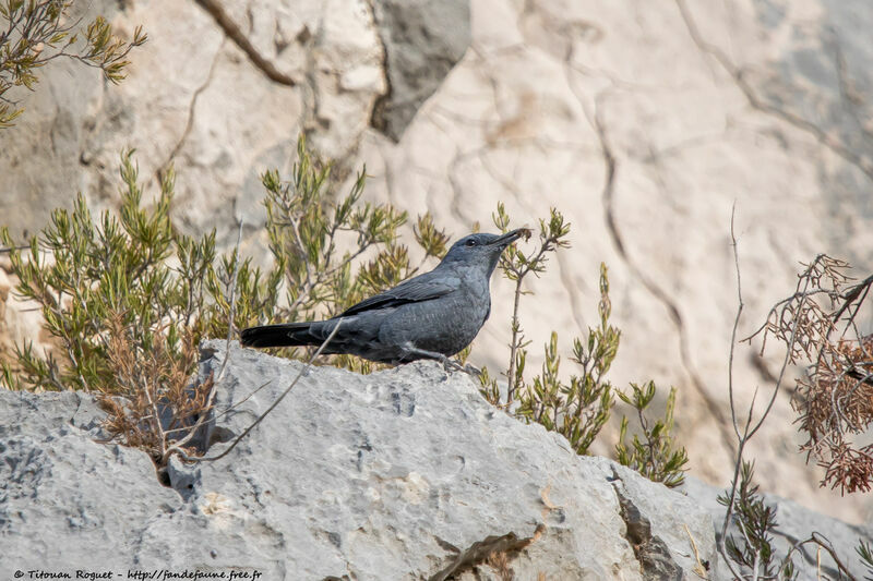 Blue Rock Thrush