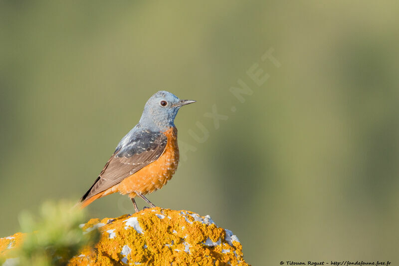 Common Rock Thrush male adult breeding, identification, close-up portrait, aspect, pigmentation