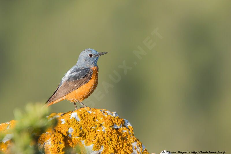 Common Rock Thrush male adult breeding, identification, close-up portrait, aspect, pigmentation