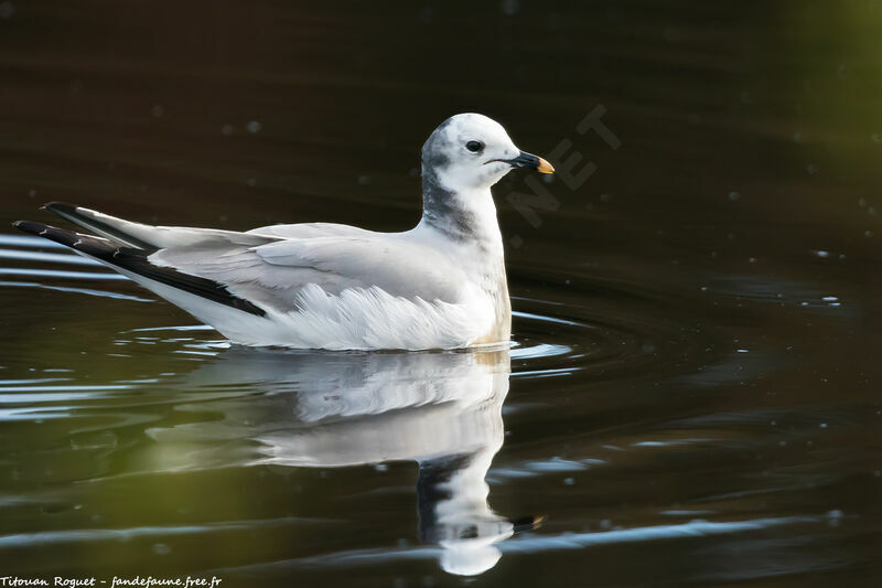 Sabine's Gull