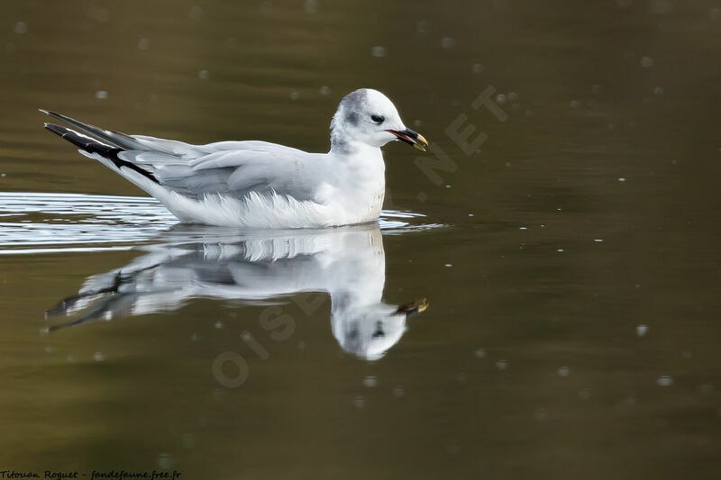 Mouette de Sabine