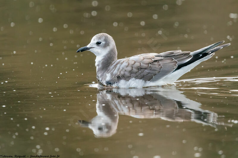 Mouette de Sabine