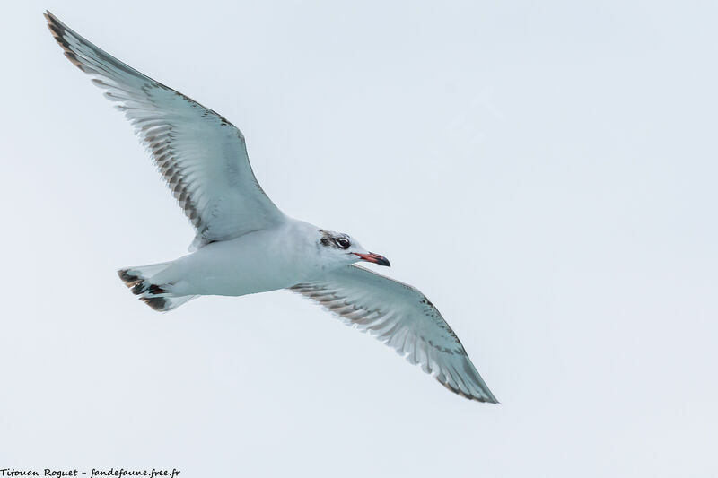 Mediterranean Gull