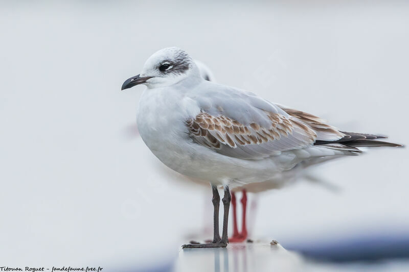 Mouette mélanocéphale