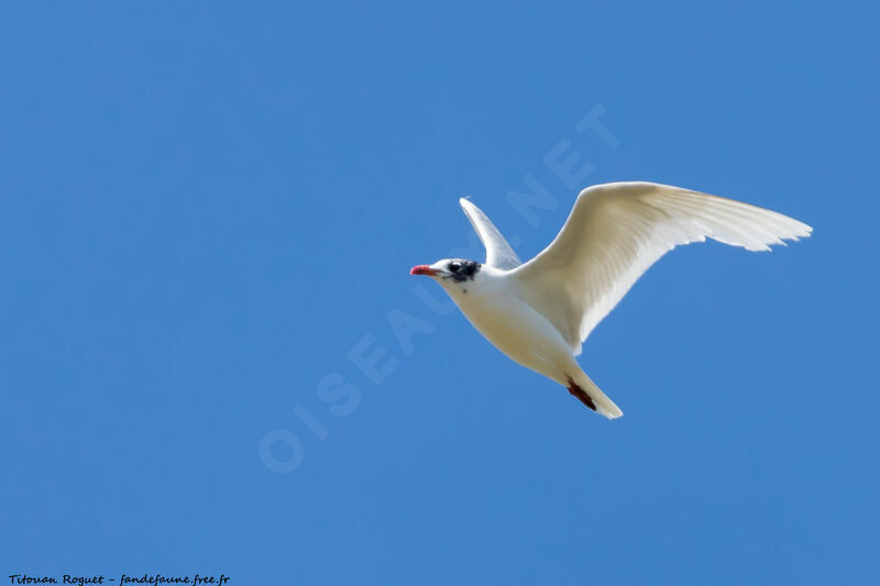 Mediterranean Gull