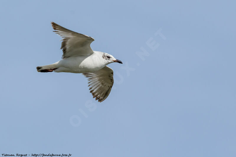 Mouette mélanocéphale