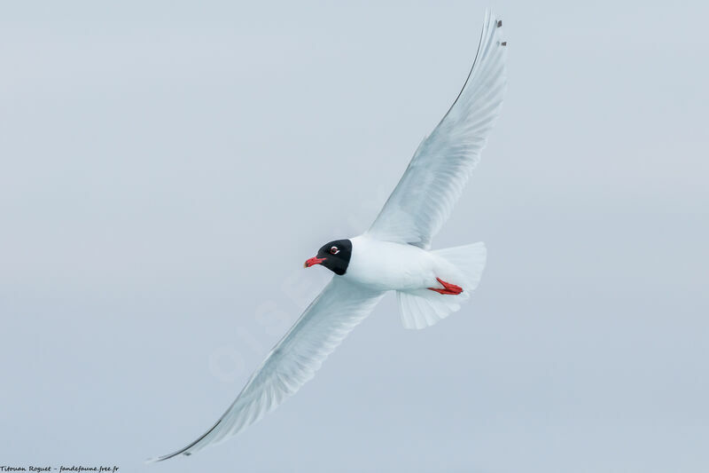 Mediterranean Gull