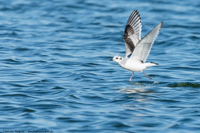 Mouette pygmée