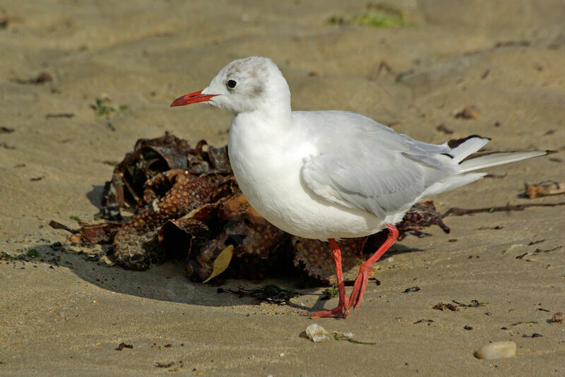 Mouette rieuse, identification