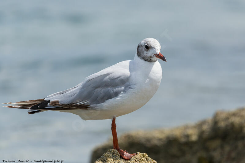 Black-headed Gull