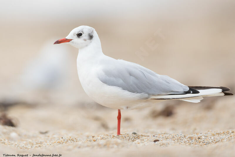 Black-headed Gull