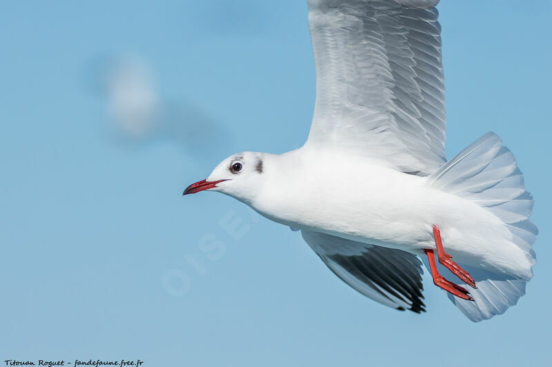 Mouette rieuse