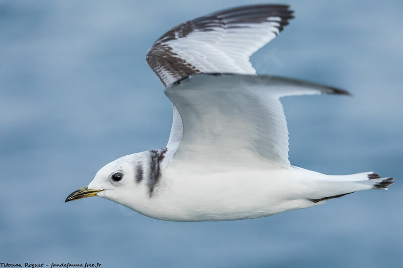 Black-legged Kittiwake